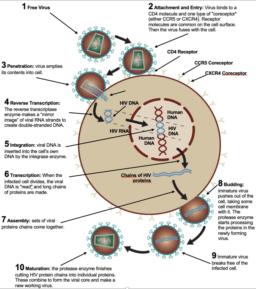 HIV Life Cycle – International Association of Providers of AIDS Care